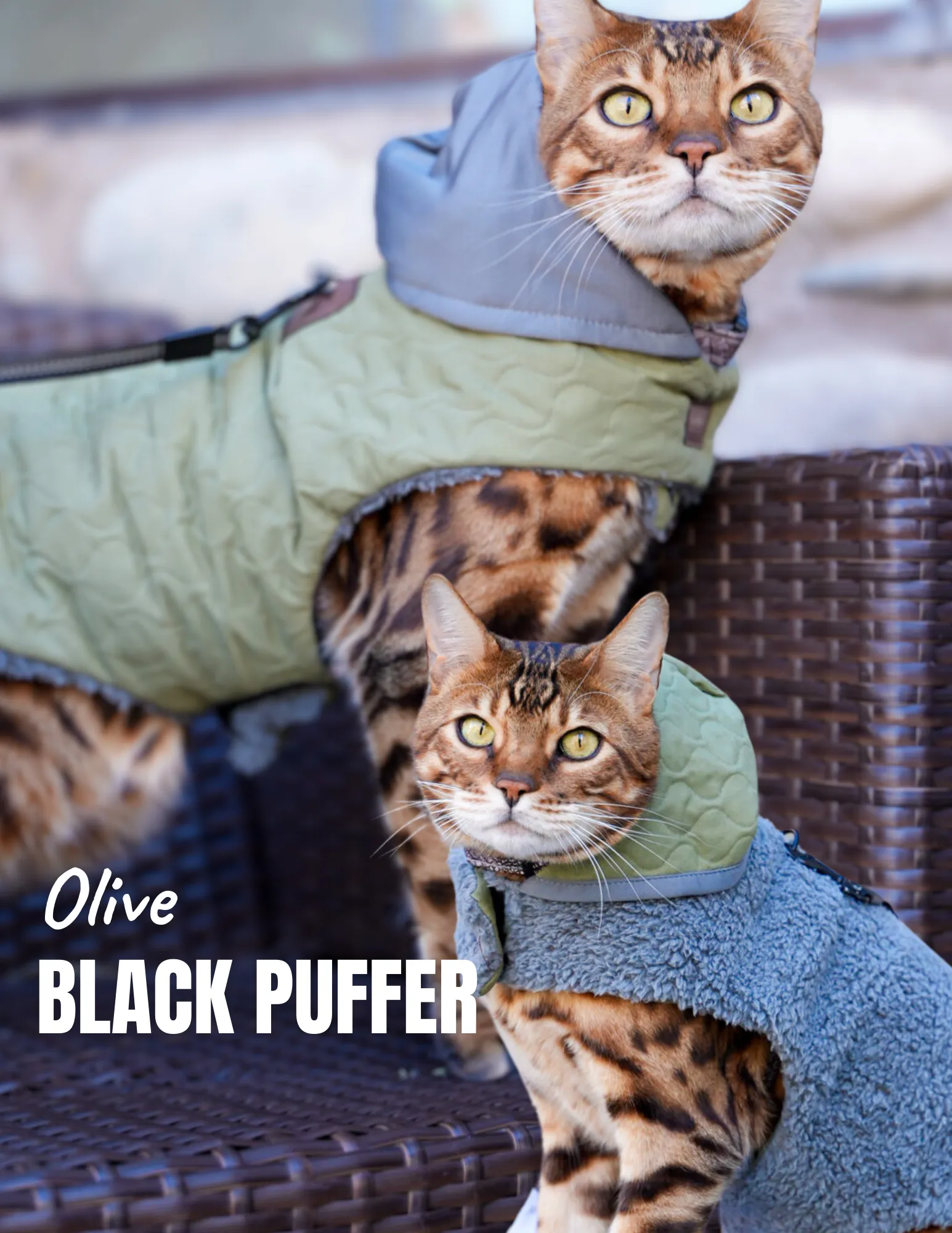 Cat Jacket Hideaway Hoodie Coat