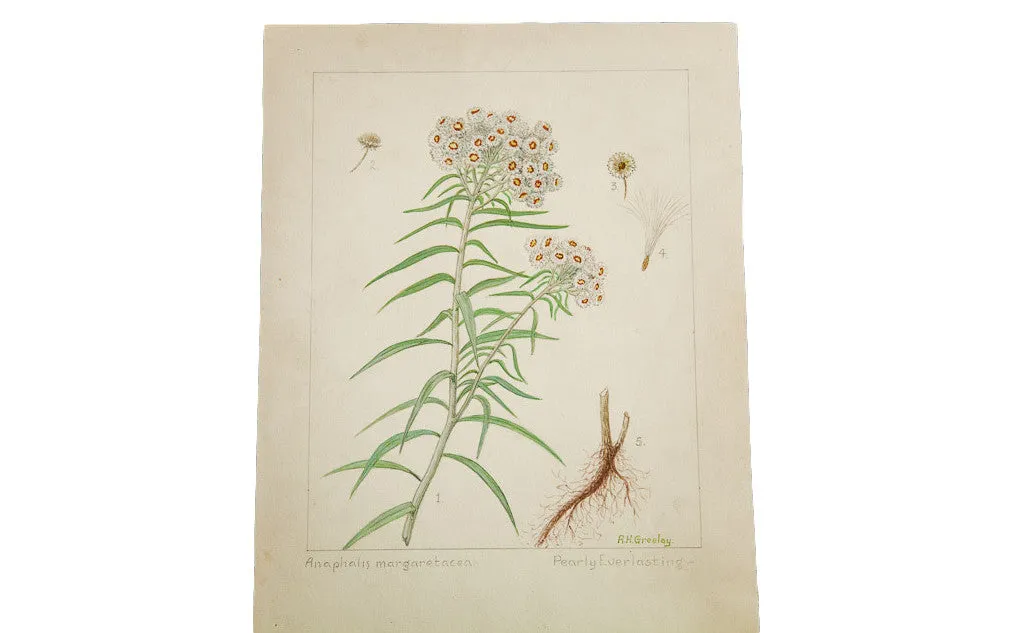 Pearly Everlasting Botanical Watercolor R.H. Greeley