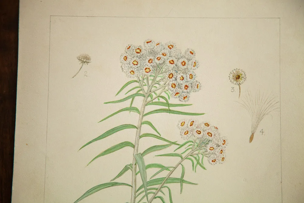 Pearly Everlasting Botanical Watercolor R.H. Greeley