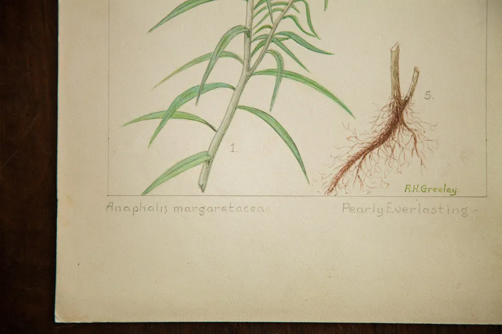 Pearly Everlasting Botanical Watercolor R.H. Greeley