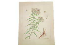 Pearly Everlasting Botanical Watercolor R.H. Greeley