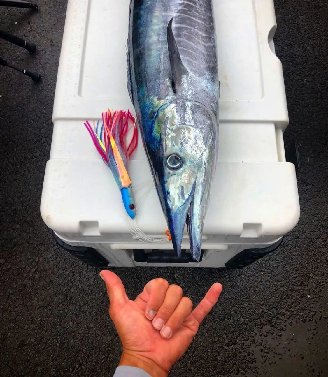 Top Ono 4 Pack w/Free 6" Pearl Head